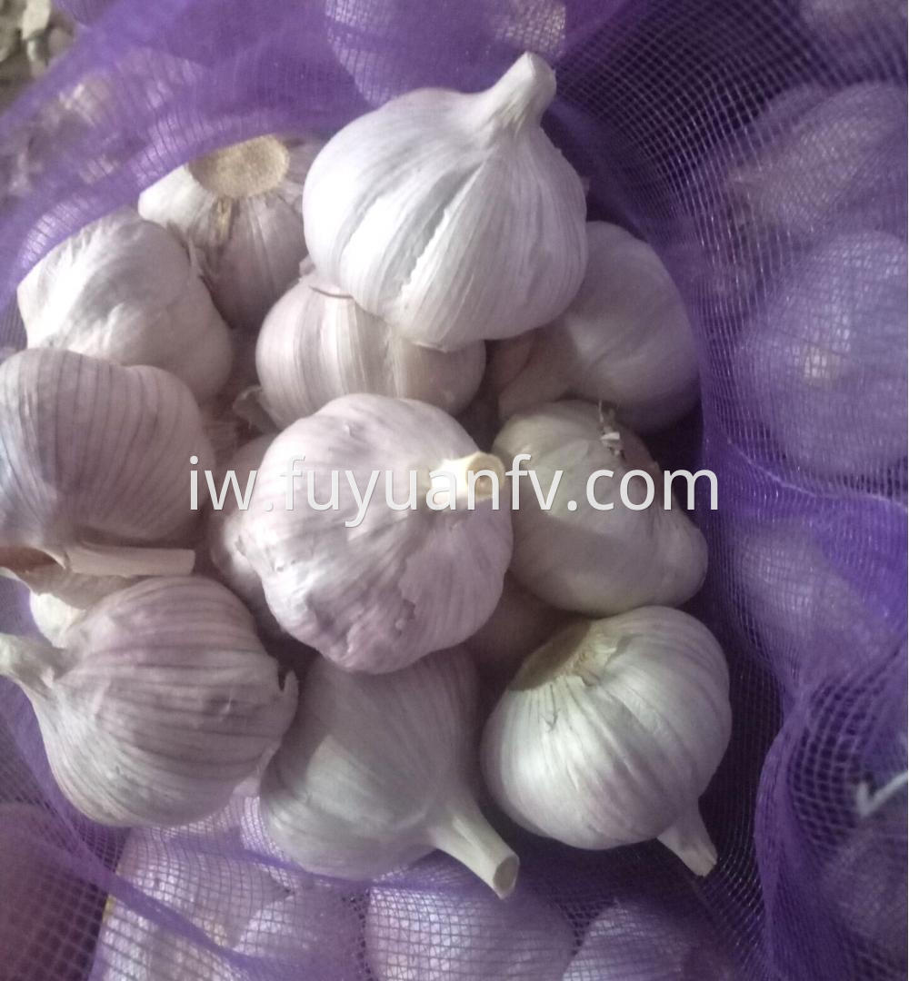 Normal White Garlic For Sale